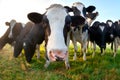 Funny cow on pasture close up Royalty Free Stock Photo