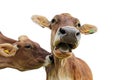 Funny cow photo. A cow stuffs another cow and this one screams Muh