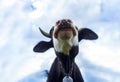 Funny cow on a sky looking to a camera. Fun cows head grazing at field. Curious dairy cow Royalty Free Stock Photo