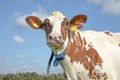 Funny cow with torn ear and cross eyes has a band around his neck under a blue sky with clouds