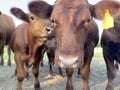 Funny cows closeup on the small farm