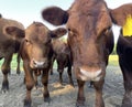 Funny cows closeup, young calves looking at the viewer closeup