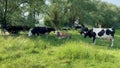 Funny cows in the countryside walking in the meadow, summer day, farm Royalty Free Stock Photo