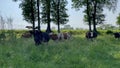 Funny cows in the countryside walking in the meadow, summer day, farm Royalty Free Stock Photo
