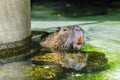 Funny coypu with orange tooths swims in a pond Royalty Free Stock Photo