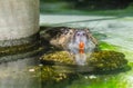 Funny coypu with orange tooths swims in a pond Royalty Free Stock Photo