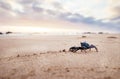 Funny Crab Arthropod looks on sunrise in the early morning time. Royalty Free Stock Photo