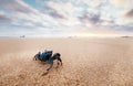 Funny Crab Arthropod looks on sunrise in the early morning time