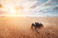 Funny Crab Arthropod looks on sunrise in the early morning time Royalty Free Stock Photo