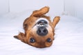 Funny crazy brown dog lying on the back on white bed. Happy playful dachshund having fun