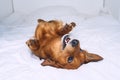 Funny crazy brown dog lying on the white bed. Happy playful dachshund dog having fun