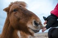 Funny and crazy Icelandic horse. the dark blue Icelandic sky