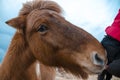 Funny and crazy Icelandic horse. the dark blue Icelandic sky