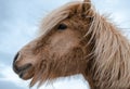 Funny and crazy Icelandic horse. the dark blue Icelandic sky