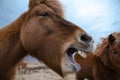 Funny and crazy Icelandic horse. the dark blue Icelandic sky