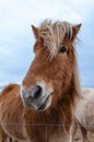 Funny and crazy Icelandic horse. the dark blue Icelandic sky Royalty Free Stock Photo