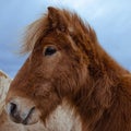 Funny and crazy Icelandic horse. the dark blue Icelandic sky Royalty Free Stock Photo