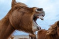 Funny and crazy Icelandic horse. the dark blue Icelandic sky Royalty Free Stock Photo