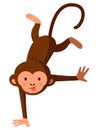 Funny crazy monkey Royalty Free Stock Photo