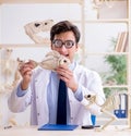 Funny crazy professor studying animal skeletons Royalty Free Stock Photo