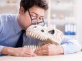 Funny crazy professor studying dinosaur skeleton