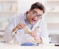 Funny crazy student doctor studying animal skeleton Royalty Free Stock Photo