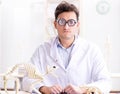 Funny crazy student doctor studying animal skeleton Royalty Free Stock Photo