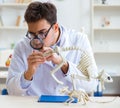 Funny crazy student doctor studying animal skeleton Royalty Free Stock Photo