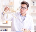 Funny crazy student doctor studying animal skeleton Royalty Free Stock Photo