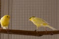 Crest canary bird stands on perch in a cage at home Royalty Free Stock Photo