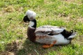 Funny crested duck on the grass close up