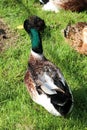 Funny crested duck on the grass close up