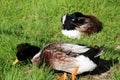 Funny crested duck on the grass close up