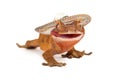Funny crested gecko wearing sombrero