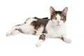 Funny Cross-Eyed Blind Cat Royalty Free Stock Photo