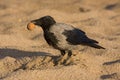 Funny crow on the beach Royalty Free Stock Photo