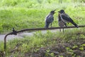 Funny crow family Royalty Free Stock Photo