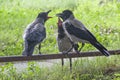 Funny crow family - adult feeding his kids Royalty Free Stock Photo