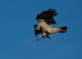 Funny crow flying on the blue sky