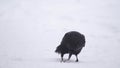 black bird crow looking at camera, close up