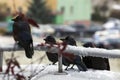 Funny crows Royalty Free Stock Photo