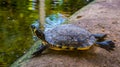 Funny cumberland slider turtle swimming on dry land, tropical reptile specie from America Royalty Free Stock Photo