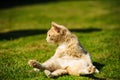 Funny curiosity playful red-haired cat on green grass