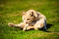 Funny curiosity playful red-haired cat on green grass