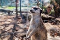 animal meerkat or suricate in the ZOO Royalty Free Stock Photo