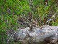 Funny curious animal Pika Ochotona collaris on an old fallen tree in the Alpine Mountains