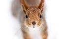 Funny curious little squirrel looking in camera closeup