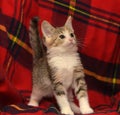 funny and curious little three-colored kitten playing Royalty Free Stock Photo