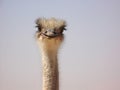 Funny Curious Ostrich