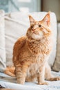 Funny Curious Red Ginger Maine Coon Cat Sitting At Home Sofa. Coon Cat, Maine Cat, Maine Shag Royalty Free Stock Photo